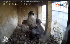 کلیپ حیات وحش: شکار کبوتر توسط شاهین