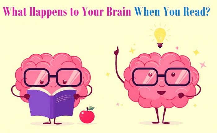 هنگام مطالعه چه اتفاقی برای مغز شما می افتد؟