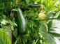 سبزیجات کم کربوهیدراتیک/ قارچ -فلفل دلمه ای 