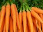 فواید هویج برای سلامتی