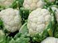سبزیجات کم کربوهیدراتیک/ سیر و پیاز